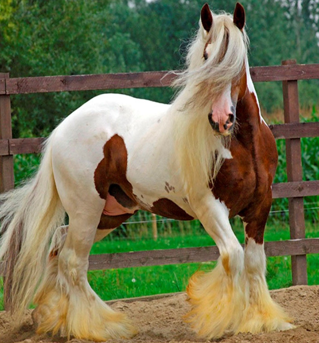 Caballo,que precioso amigo nos dio la naturaleza. - Taringa!