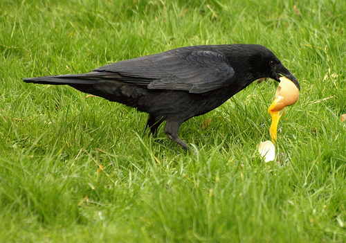 Crow eating egg
