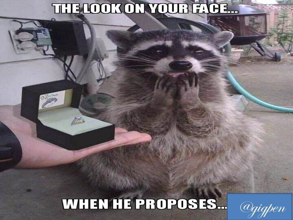 Honey Will You Marry Me Meme Steemit steemit
