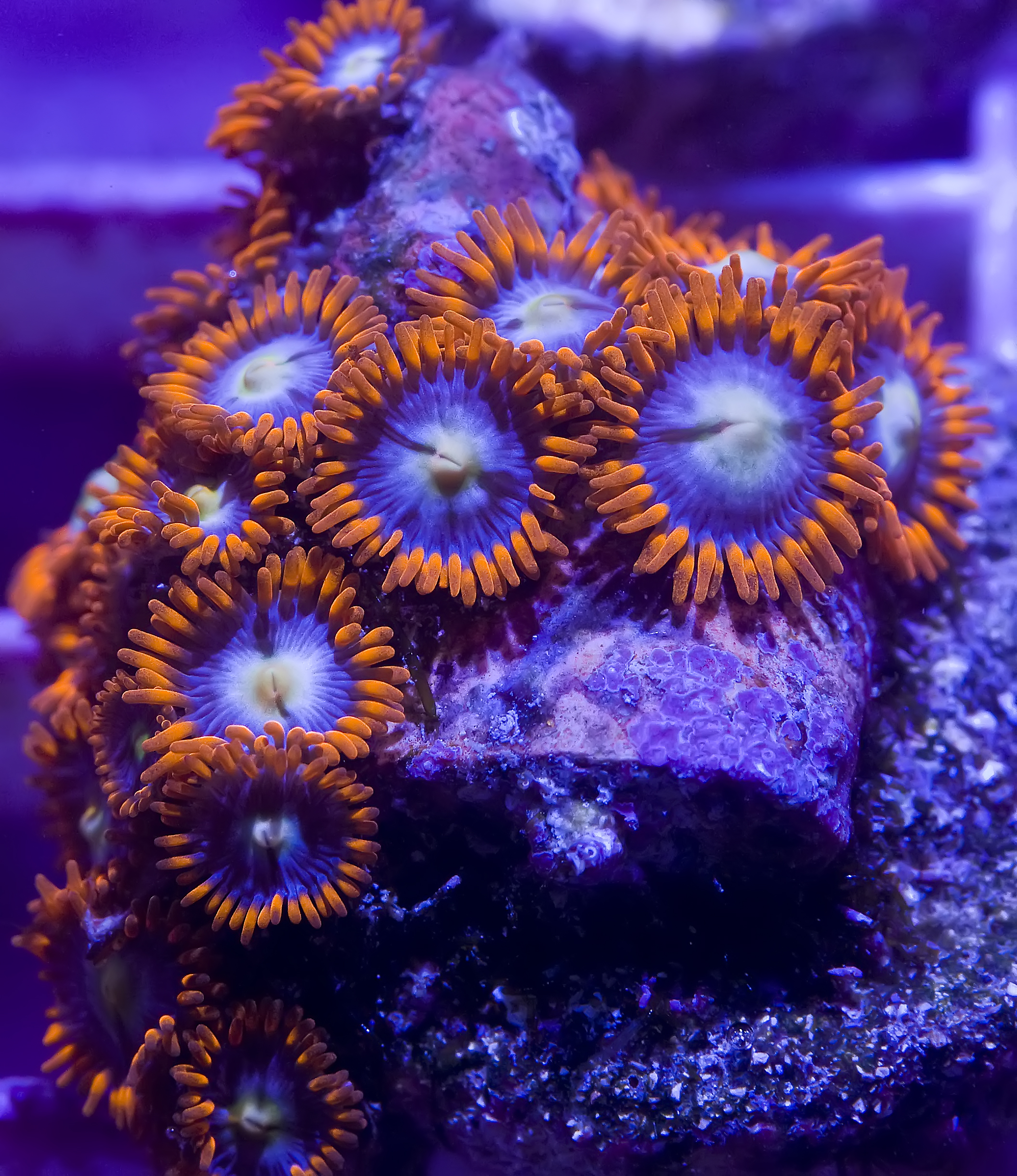 Orange skirt cheap zoa