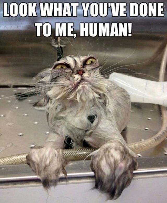 catbath.jpg