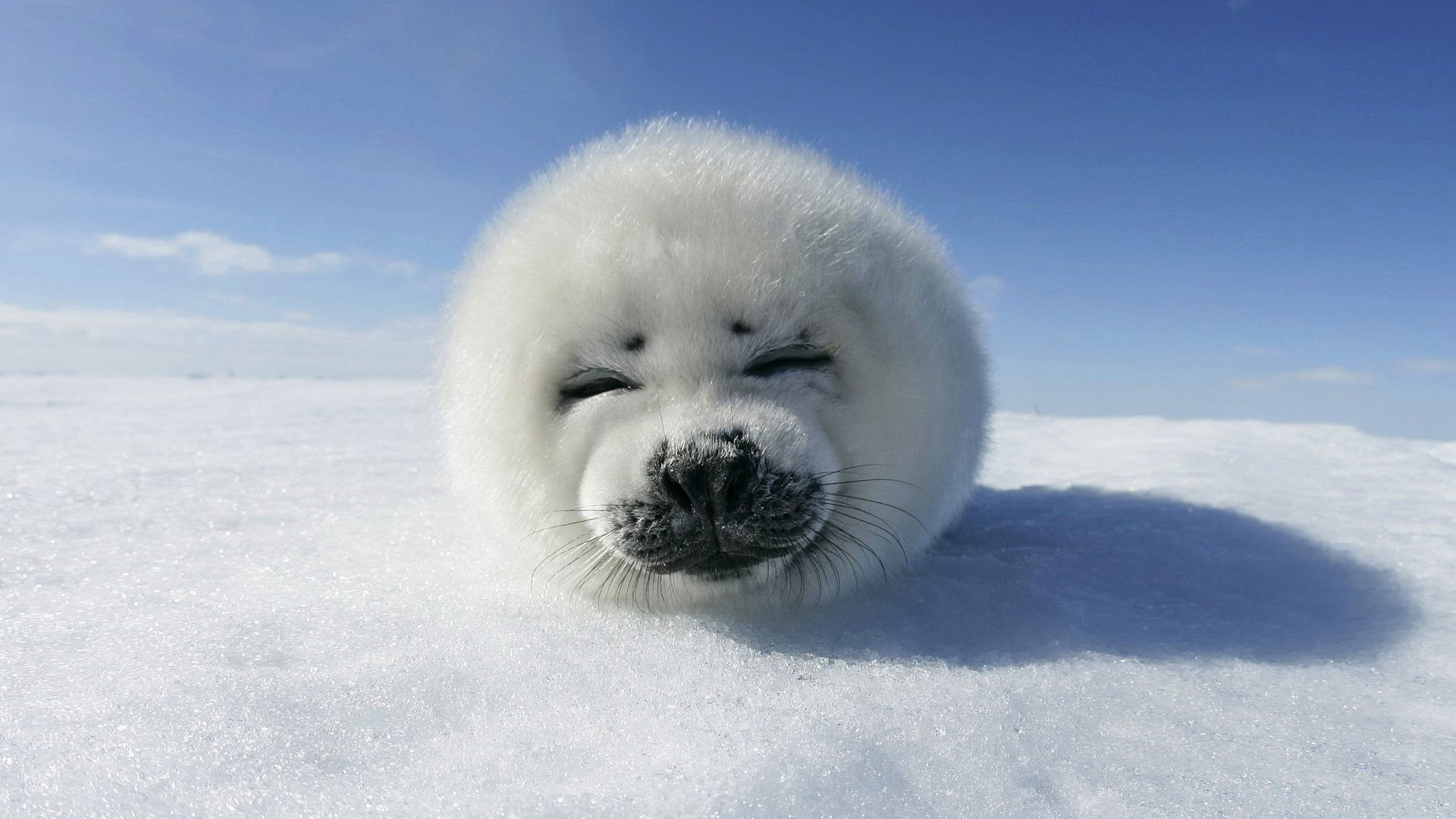 BabySealCanadianseal.jpg