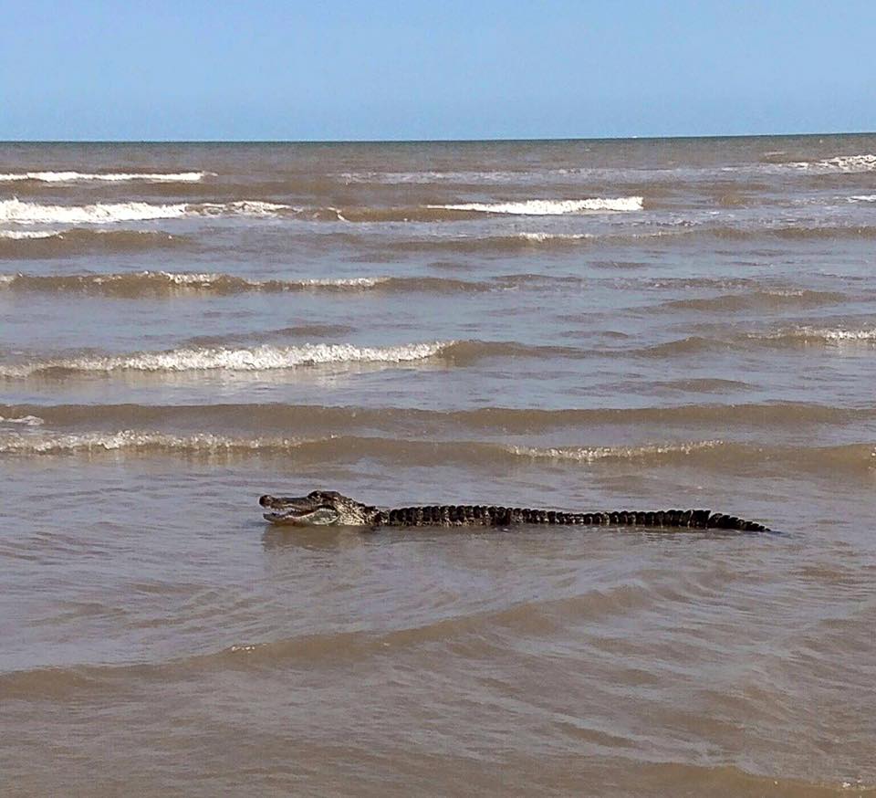 Floridaalligatorswim.jpg