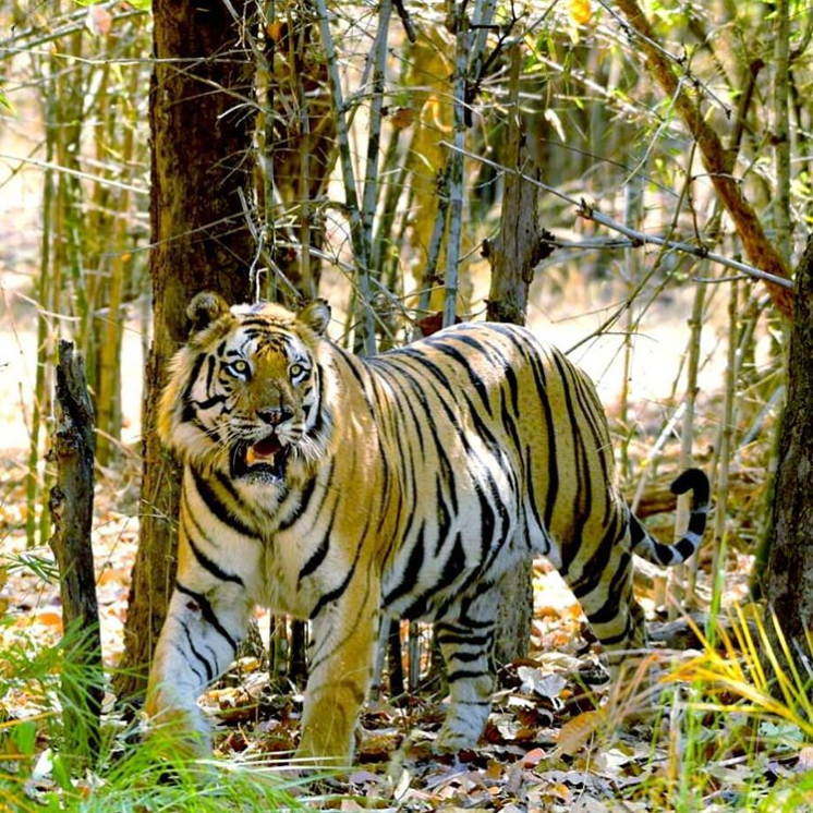 B2 and other great tiger pics from India - Page 10 - Animal fight club