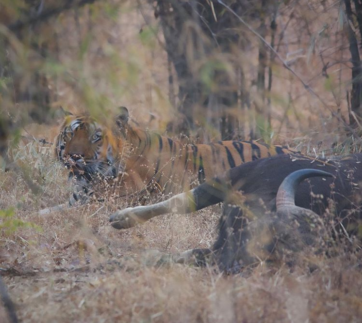 Tiger Predation on Adult Gaur/Wild Water Buffalo and other Bovids ...