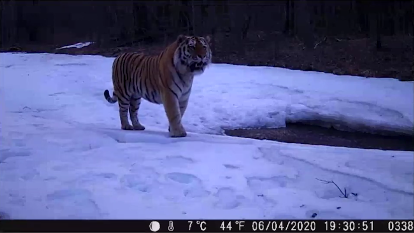 Amur Tigers