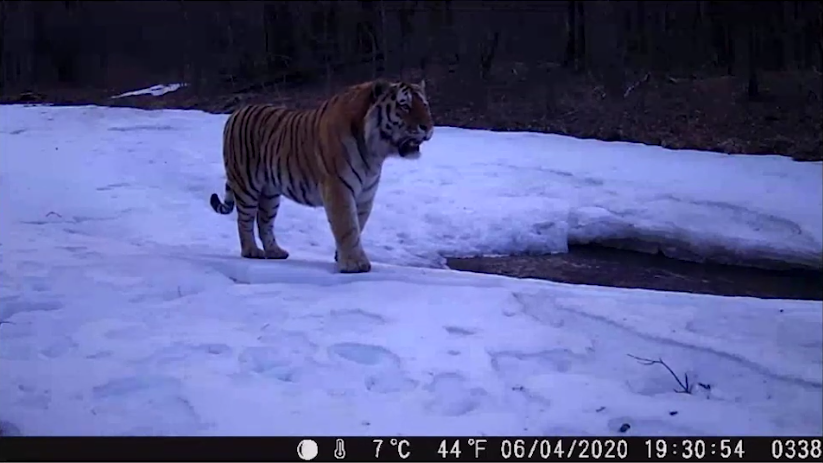 Amur Tigers