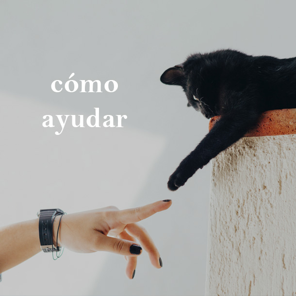 Ayudar a Protectora de Gatos en Madrid - Protección Felina