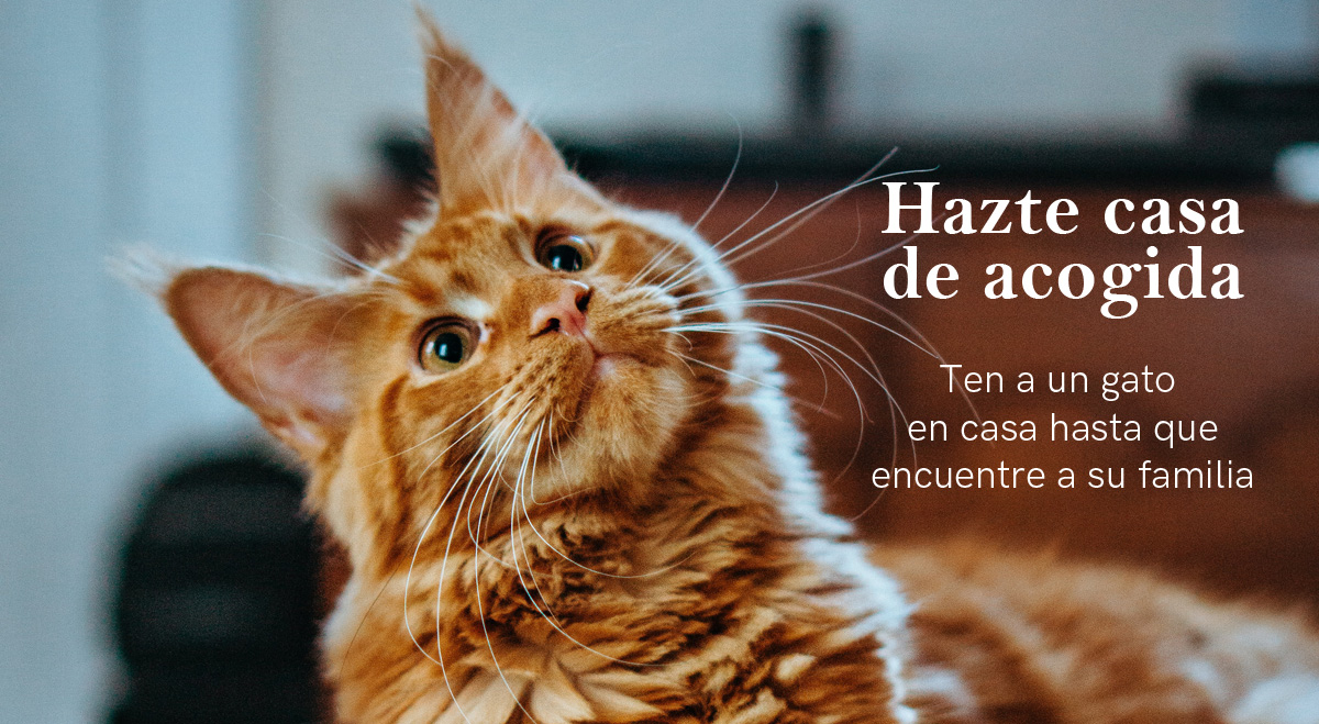 Ser Casa de Acogida de Gatos en Madrid - Protección Felina