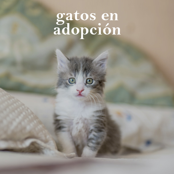Gatos en adopción en Madrid - Protección Felina