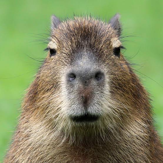 self-portrait of a capybara