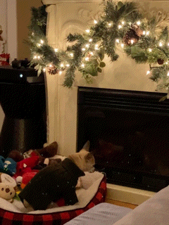 58F0EEFBD616414187D8.gif