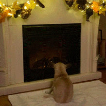 BA03BCD3131F427FB57C.gif