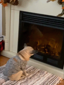 DC9985CD60524C27BC57.gif