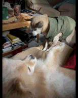 F9003BC3D1A84996BA36.gif