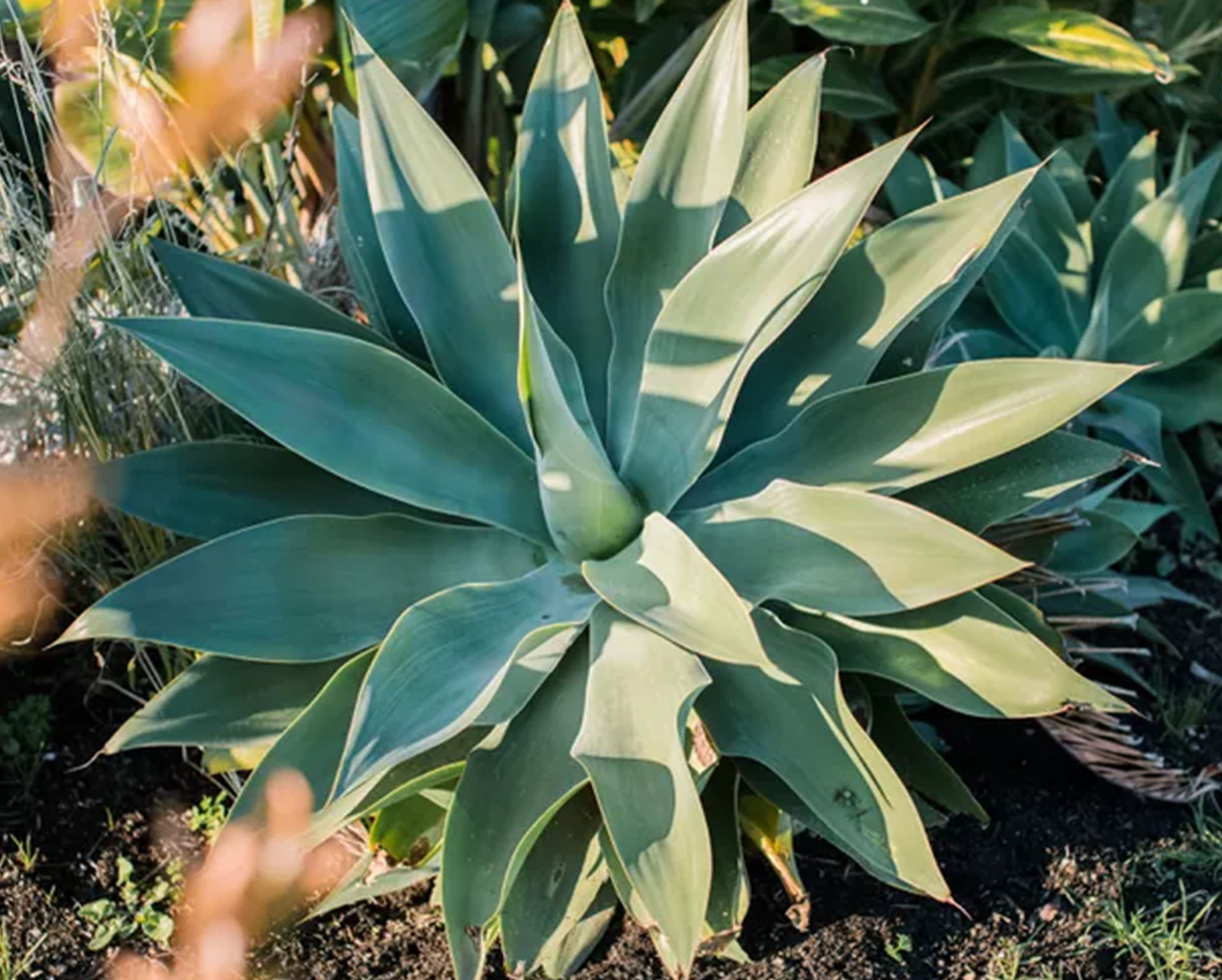 Agave