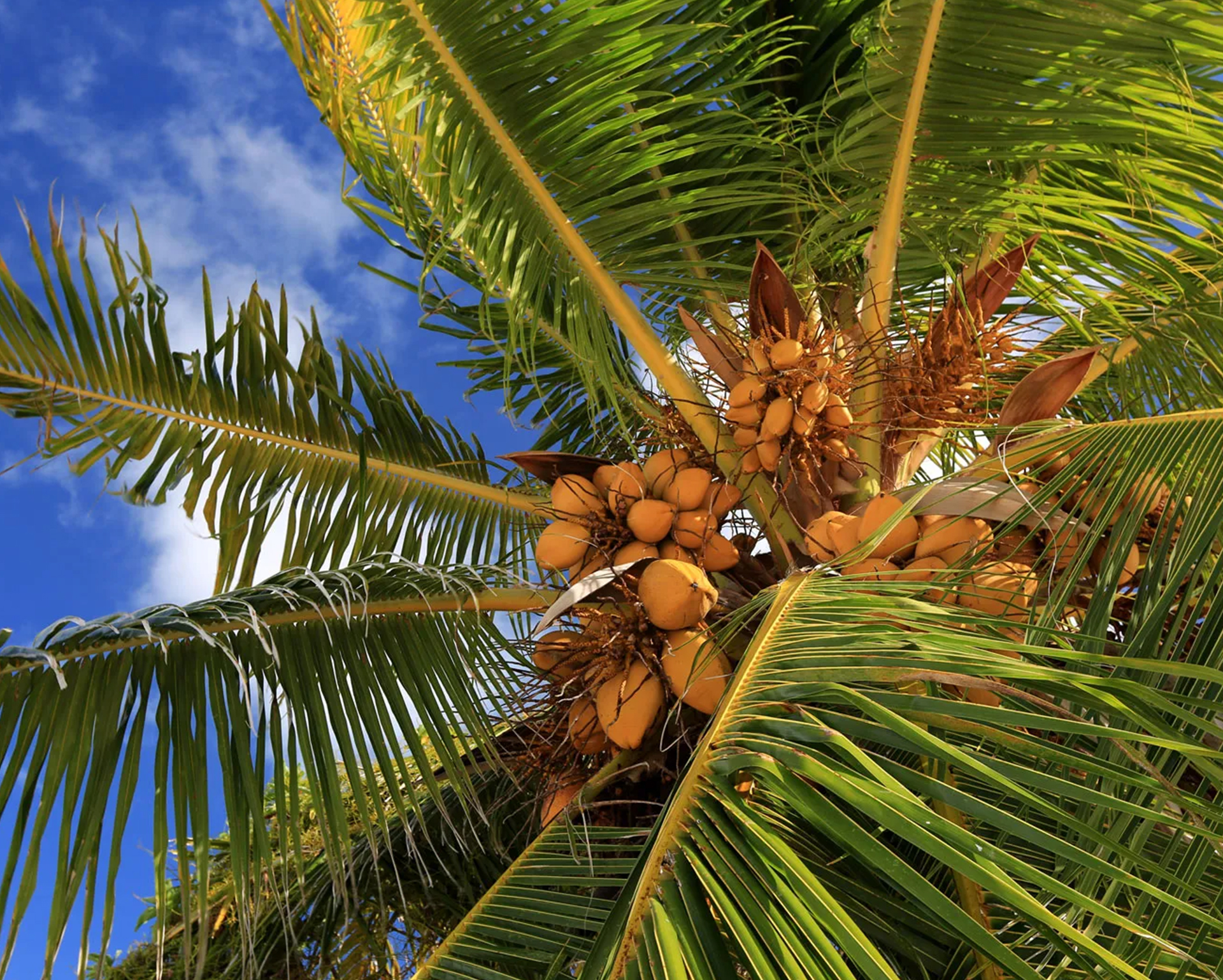 Coconut Palm