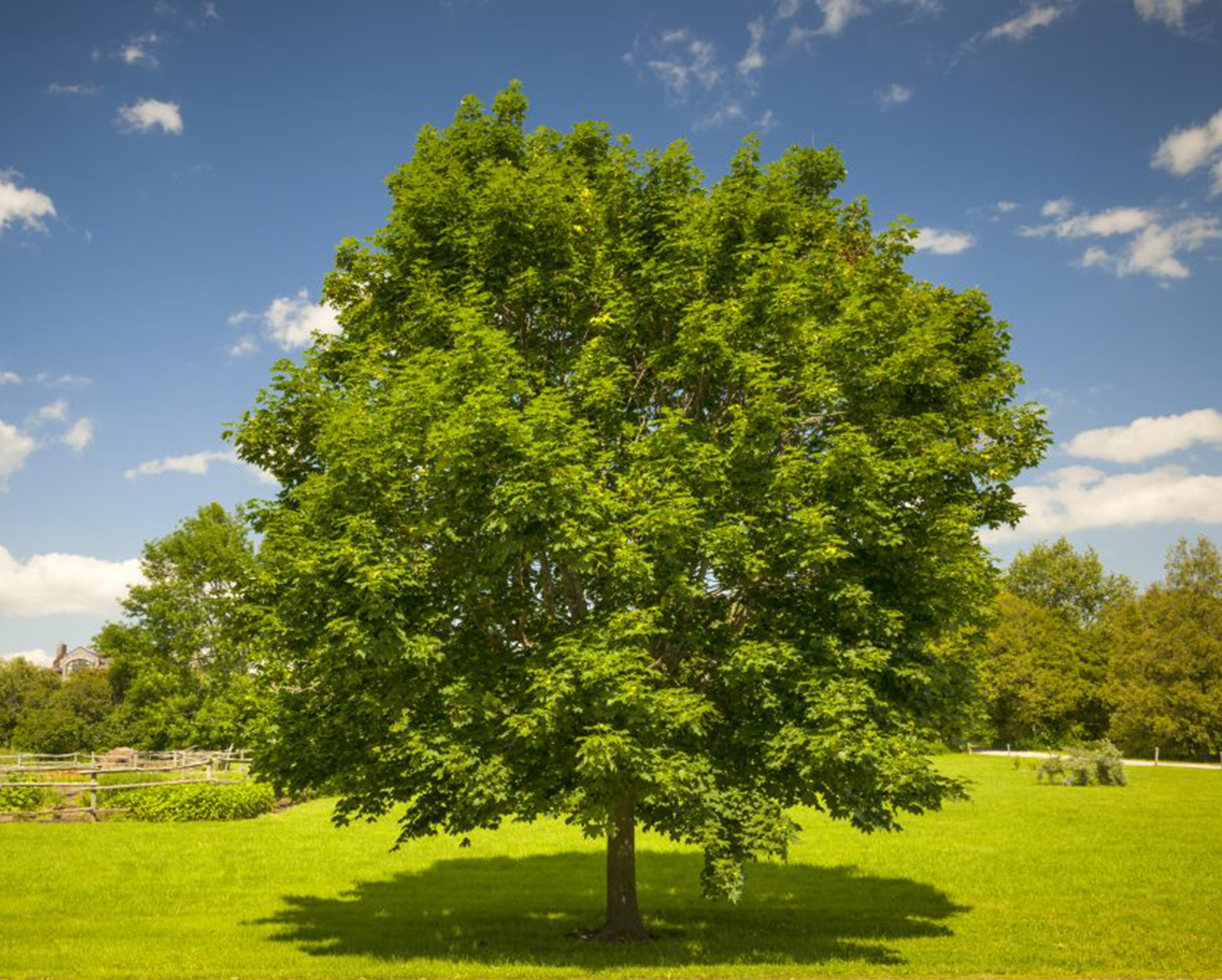 Maple Tree