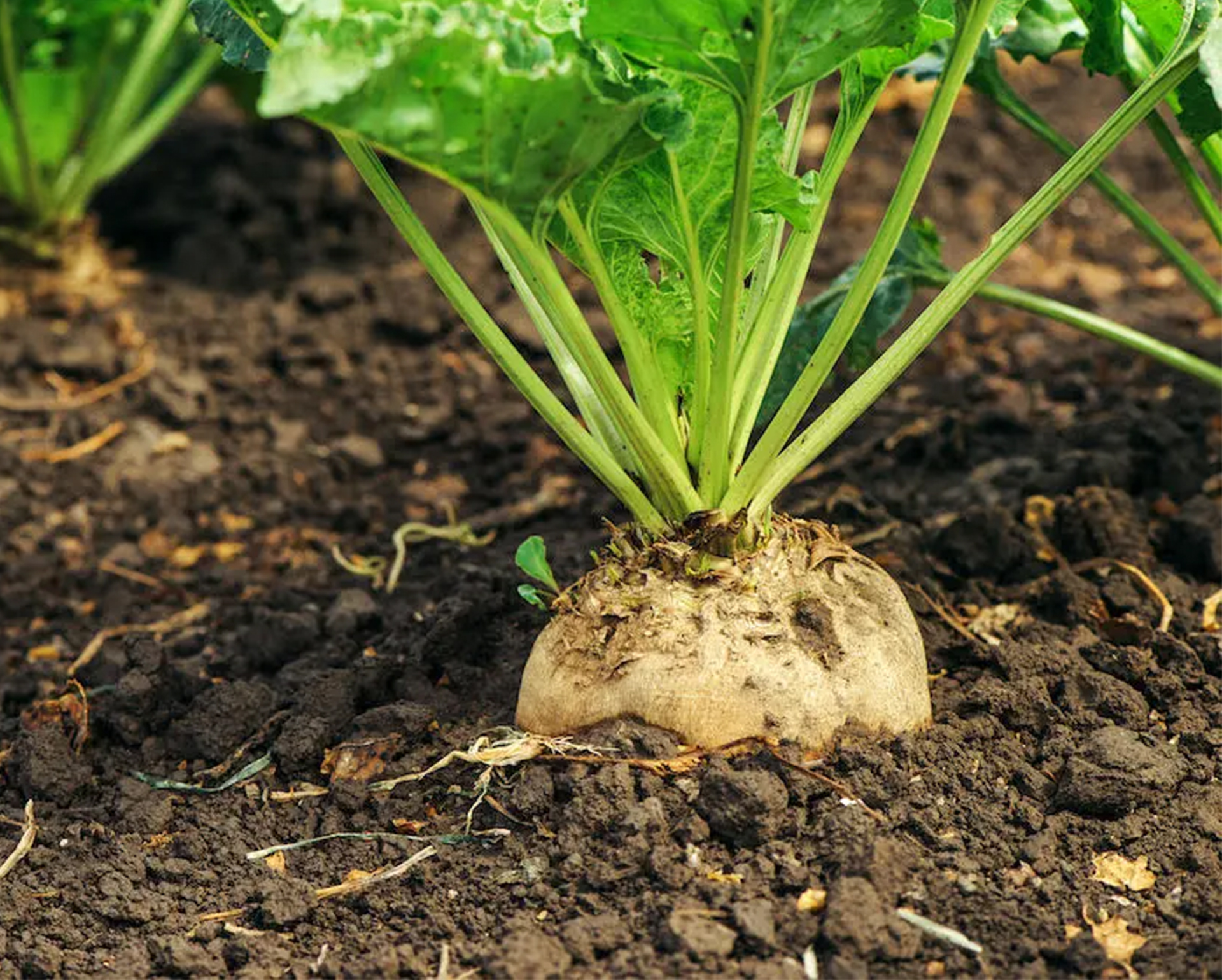 Sugar Beet