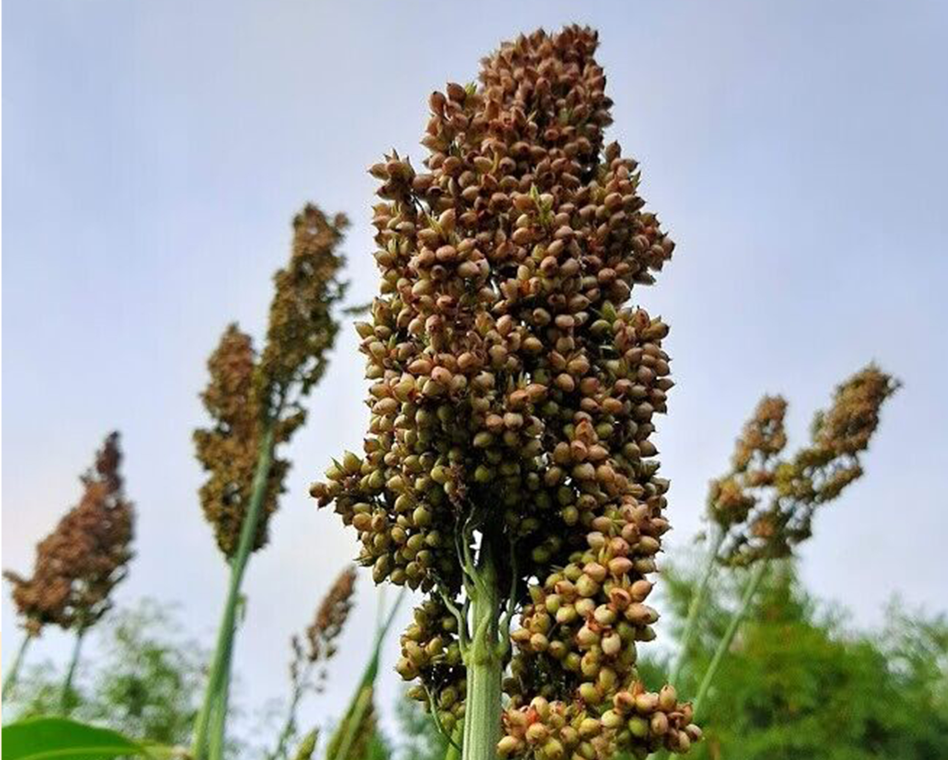 Sweet Sorghum