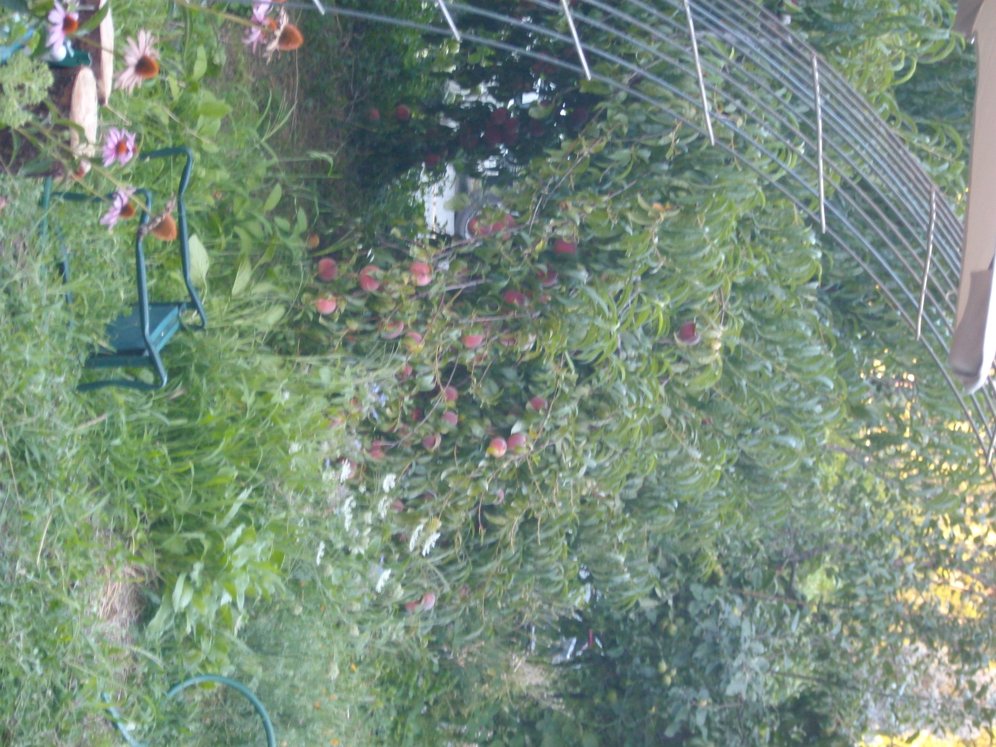 a dwarf peach tree with branches so heavy with fruit that they are almost perpendicular to the ground.