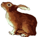 A brown bunny sitting on it's hind legs, it's head tilted up slightly.