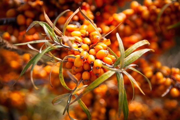 Sea Buckthorn