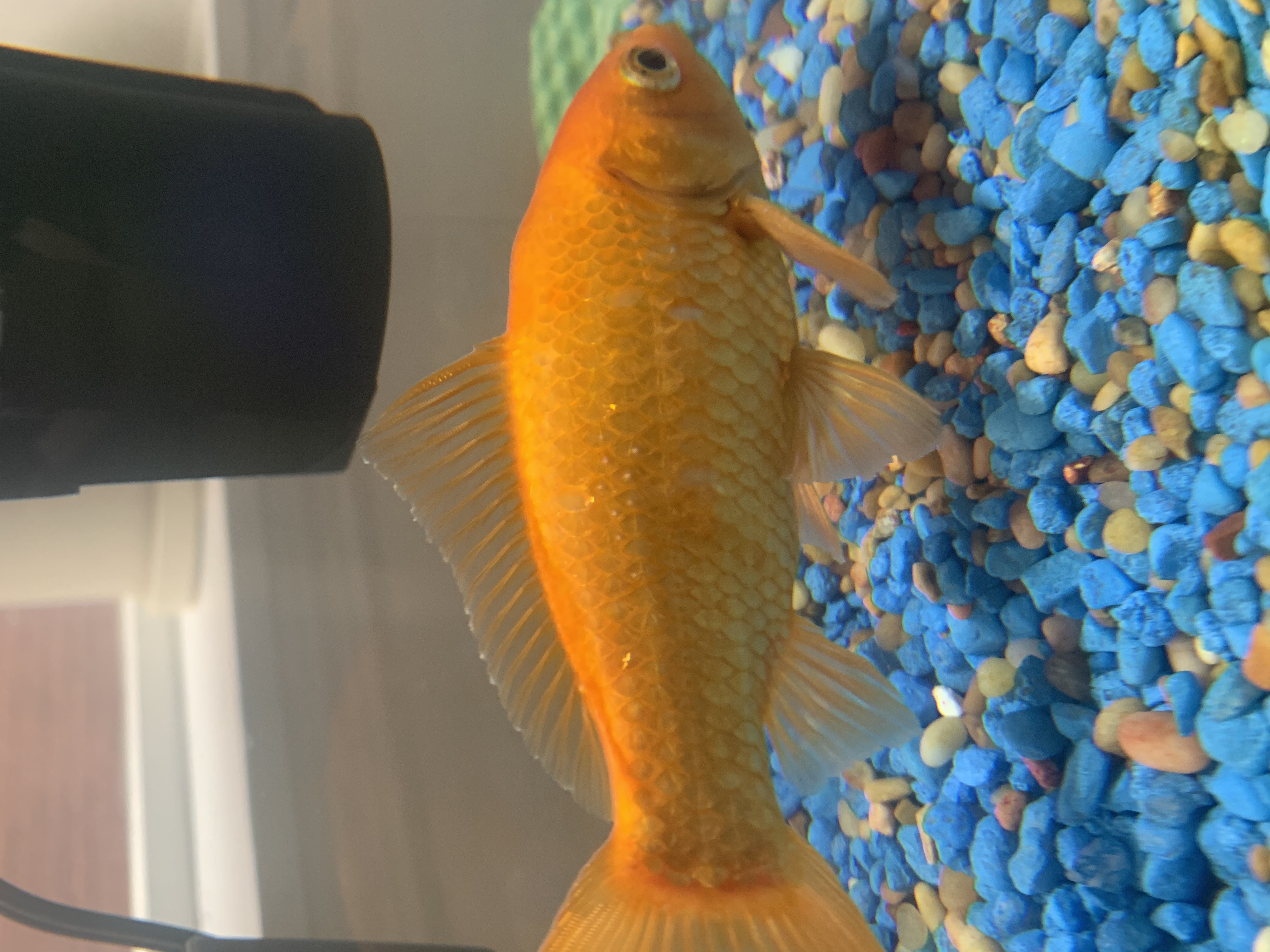 Ich on Goldfish? - Diseases - C.A.R.E.
