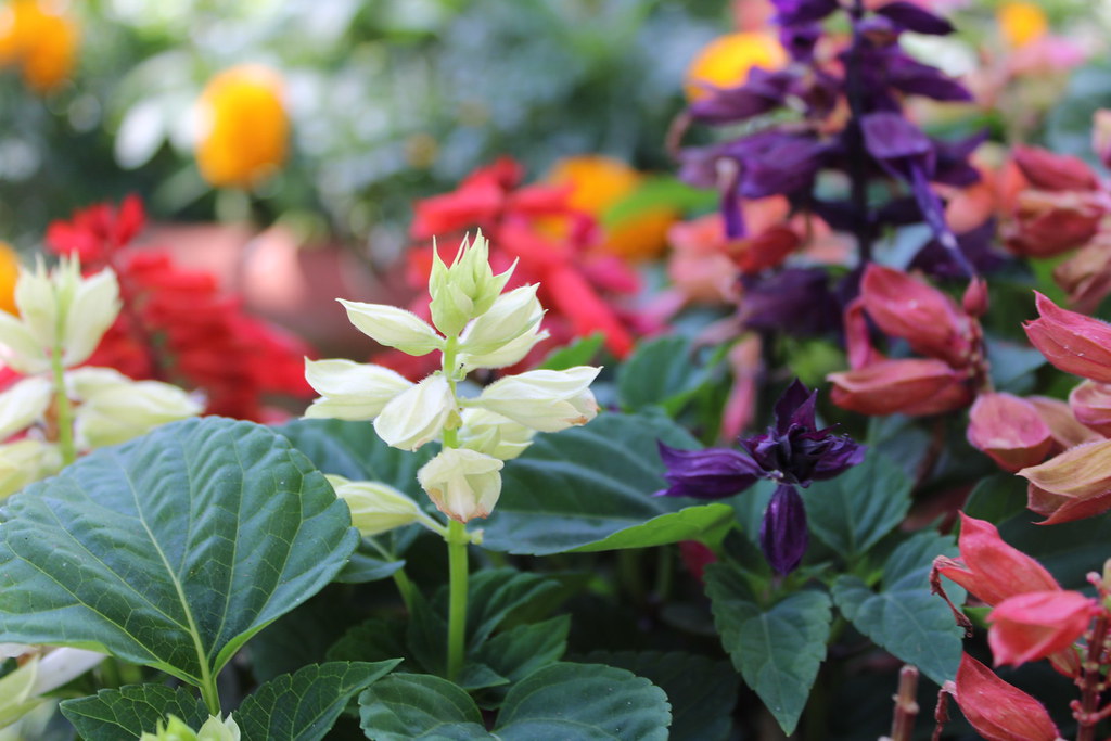 a small garden of flowers